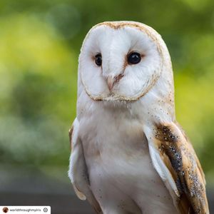 Image post by @rspb on Instagram