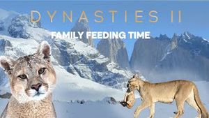 Video post by @bbcearth on YouTube