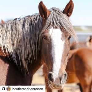 Image post by @prca_prorodeo on Instagram
