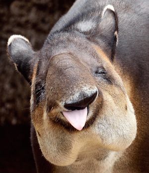 Image post by @sandiegozoo on Instagram