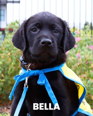 Image post by @canineorg on Instagram