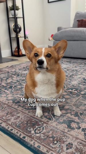 Image post by @ziggythecorg on Facebook