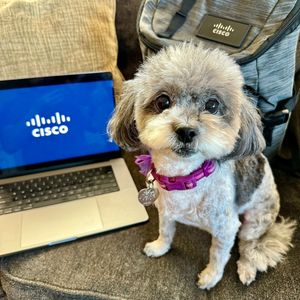 Image post by @cisco on Instagram