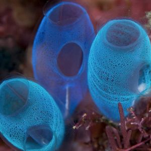Image post by @worldscifest on Instagram