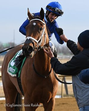 Image post by @thoroughbred_daily_news on Instagram