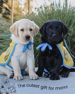 Image post by @canineorg on Instagram