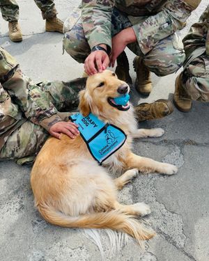 Image post by @canineorg on Instagram