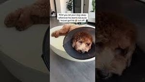 Video post by @tedflixnchill on YouTube