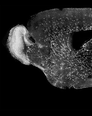 Image post by @biohub on Instagram
