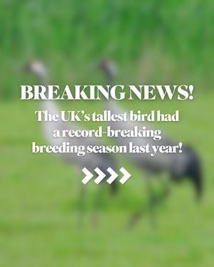 Image post by @rspb on Instagram