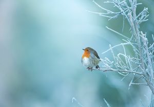 Image post by @rspb on Instagram