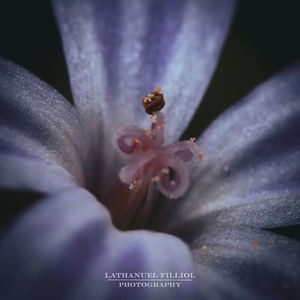 Image post by @lathanuelf_photos on Instagram