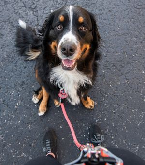 Image post by @petsmart on Instagram