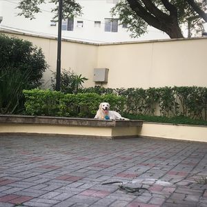 Image post by @mikethewhitegolden on Instagram