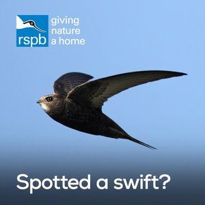 Image post by @rspb on Instagram