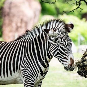 Image post by @thetorontozoo on Instagram