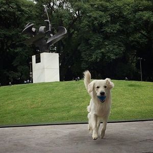 Image post by @mikethewhitegolden on Instagram