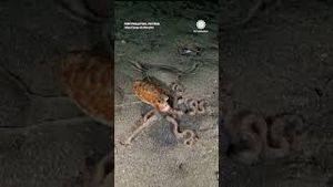 Video post by @accuweather on YouTube
