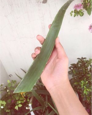 Image post by @meinhunsila on Instagram