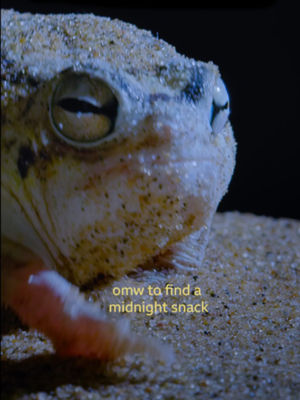 Video post by @bbcearth on TikTok