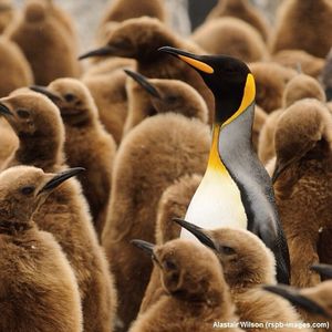 Image post by @rspb on Instagram