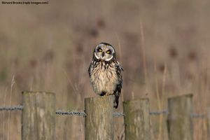 Image post by @rspb on Instagram