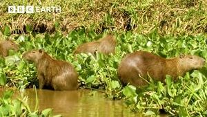 Video post by @bbcearth on YouTube