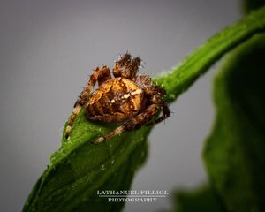 Image post by @lathanuelf_photos on Instagram