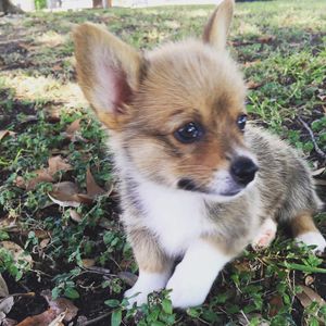 Image post by @aircorg on Instagram
