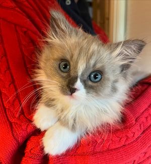Image post by @brunrik.and.pyrene.ragdolls on Instagram