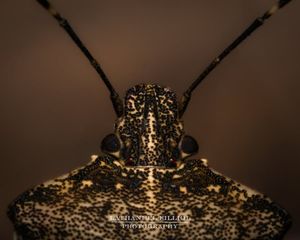 Image post by @Lathanuel Filliol Photography on Facebook