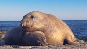 Video post by @bbcearth on YouTube