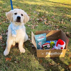 Image post by @petco on Instagram
