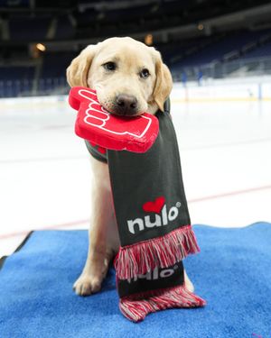 Image post by @nyislespup on Instagram