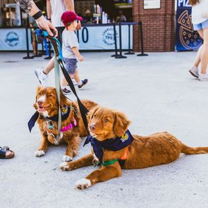 Image post by @chasriverdogs on Instagram