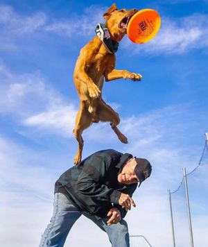 Image post by @zekethewonderdog_ on Instagram