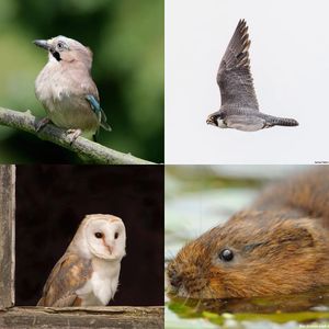 Image post by @rspb on Instagram