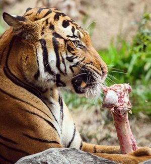 Image post by @sandiegozoo on Instagram
