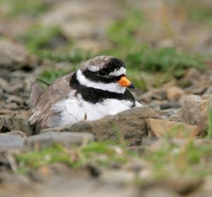 Image post by @rspb on Instagram