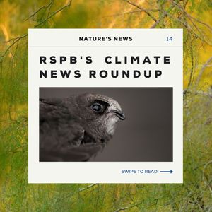 Image post by @rspb on Instagram