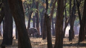 Image post by @chiawasafaris on Instagram