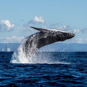 Image post by @discovery on Instagram