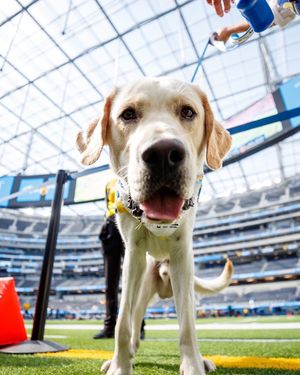 Image post by @chargerspup on Instagram