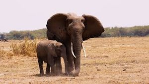 Video post by @bbcearth on YouTube