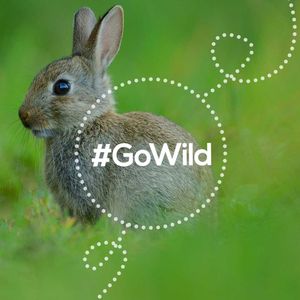 Image post by @rspb on Instagram