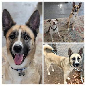 Image post by @northmeckanimalrescue on Instagram