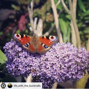 Image post by @rspb on Instagram