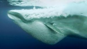 Video post by @bbcearth on YouTube