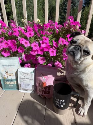 Image post by @mercedes_adventure_pug on Instagram