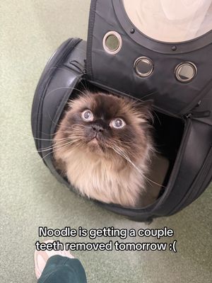Video post by @friendly.noodles on TikTok